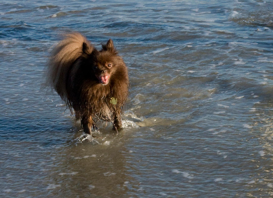 Moose at Del Mar Beach-2