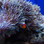 Peek-a-Boo-  Birch Aquarium