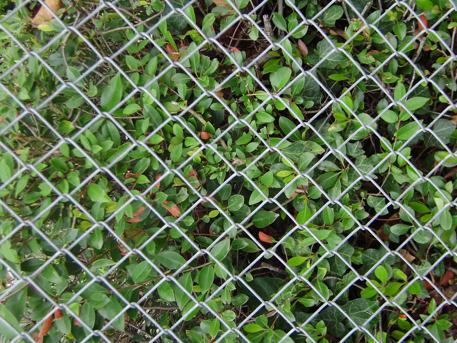 Chain Link with Leaves 1