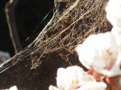 Spider web and blossoms