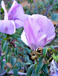 Purple Sturt Desert Rose