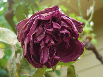 Dying Purple Rose