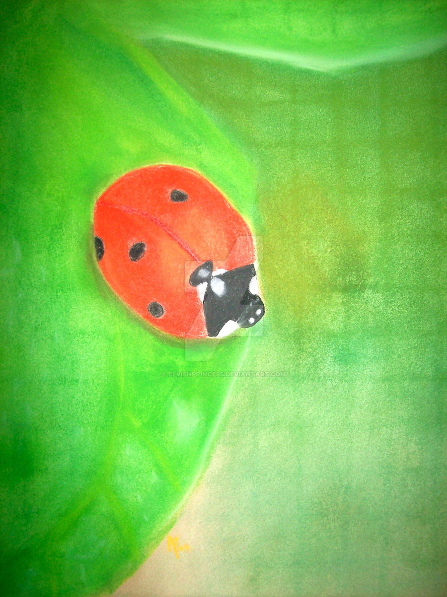 Ladybug