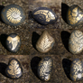 Painted Fossil Rock Magnets - Plants + Imprints