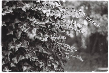 ANALOGUE: leaves II