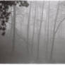 ANALOGUE: A forest (VI)