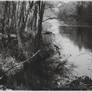 ANALOGUE: forest lake VI