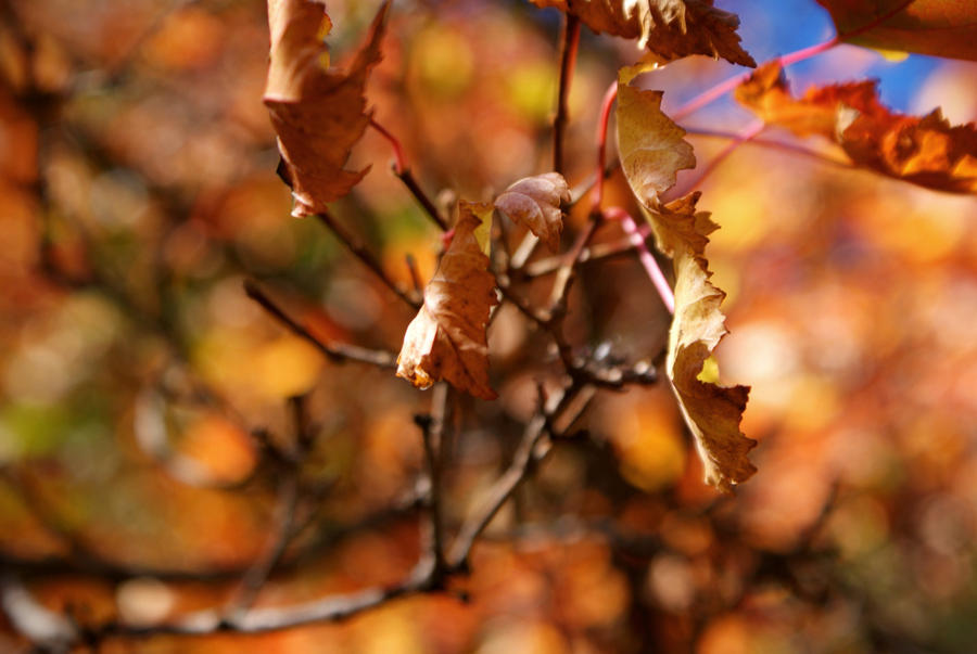 Autumn leafs