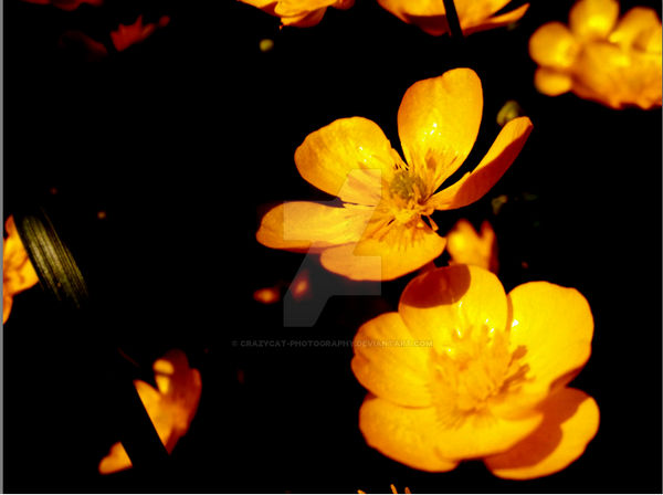 Sunset Buttercups