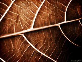 Leaf Gradient 4