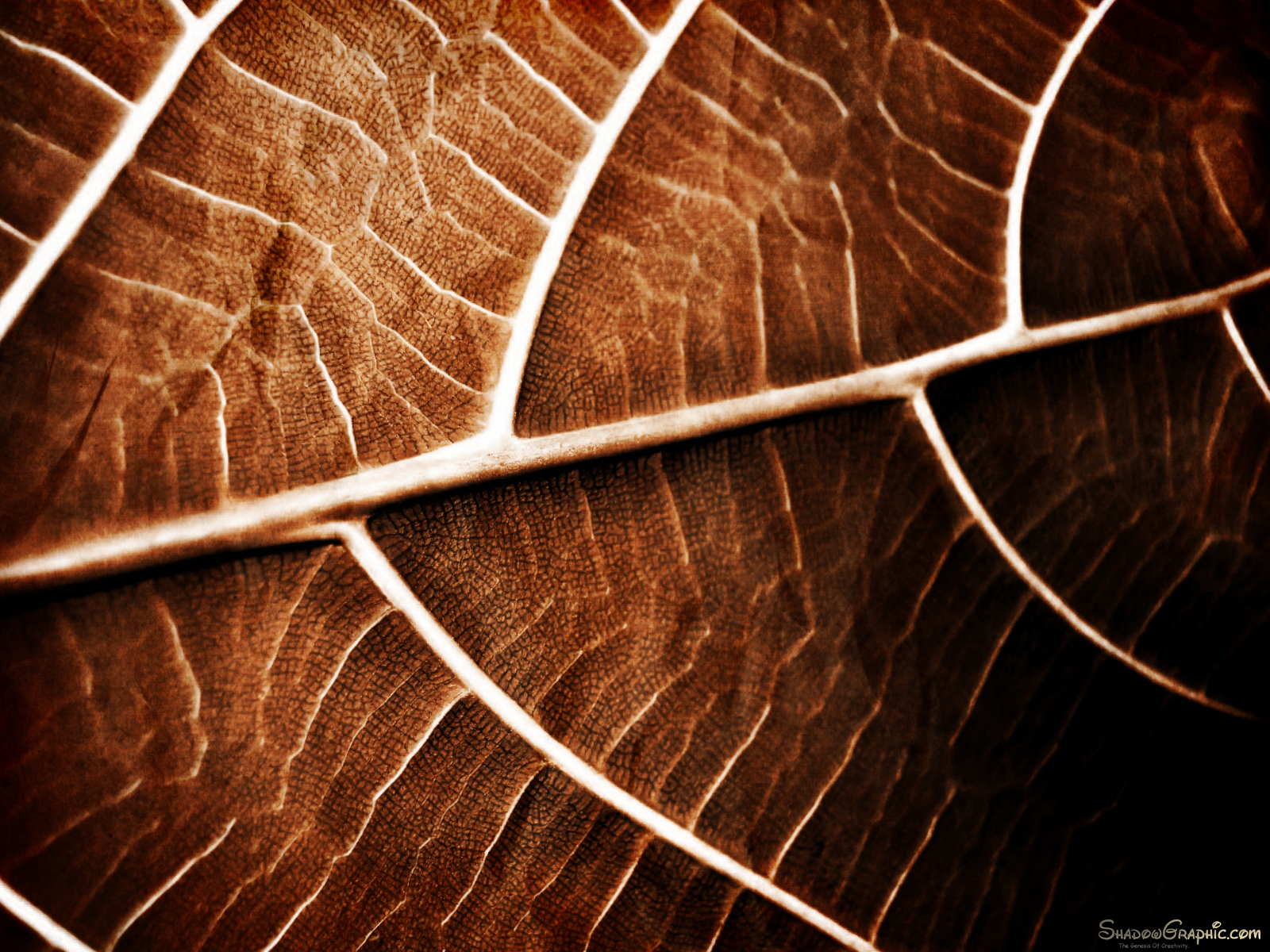 Leaf Gradient 4