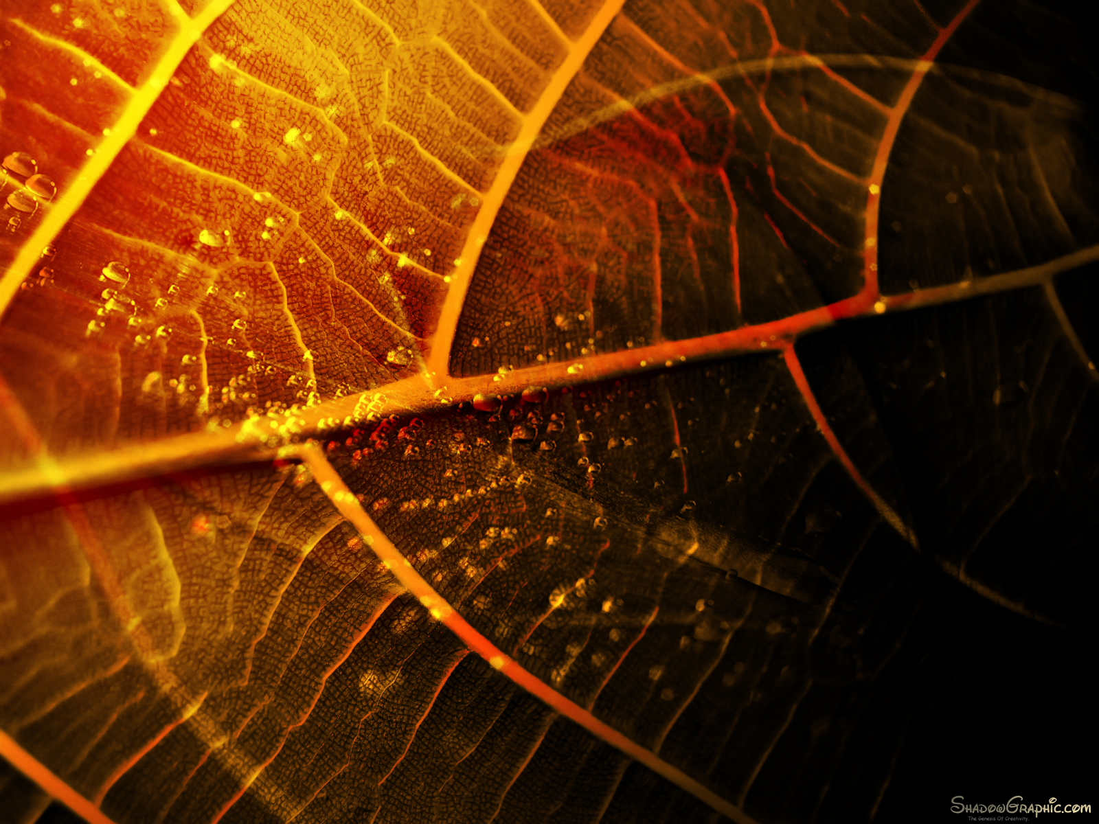 Leaf Gradient 7