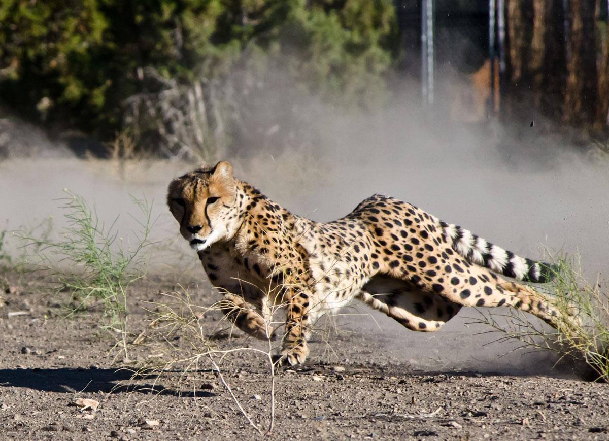 Cheetah Run 2