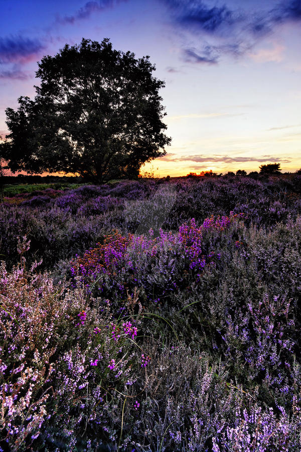 Dunwich Heath 1d.