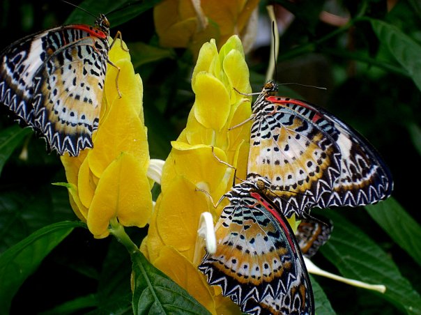 mariposas