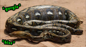Python Vore Wolf Explore the Best Pythonvore Art | DeviantArt