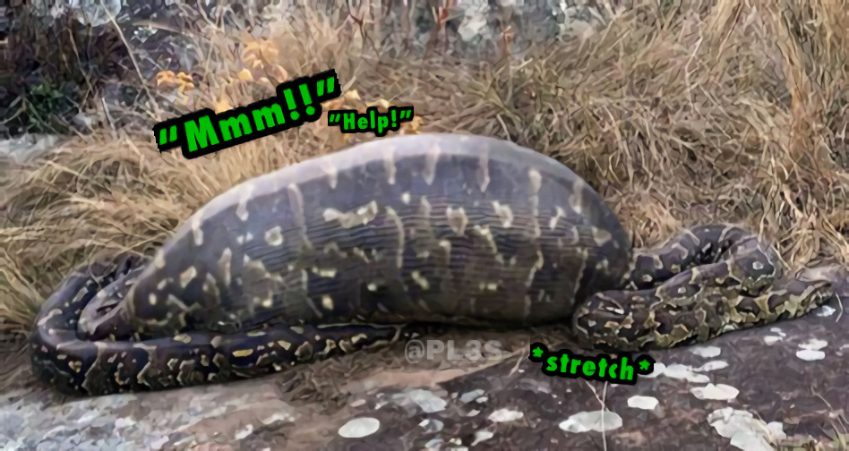Python Vores Human Two Girls one Python (vore manip) by PL3S on DeviantArt