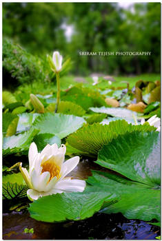 The lotus pond