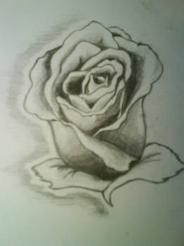 rose