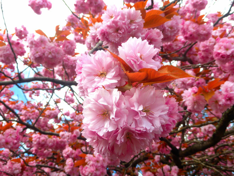 Pink Blossoms -8-