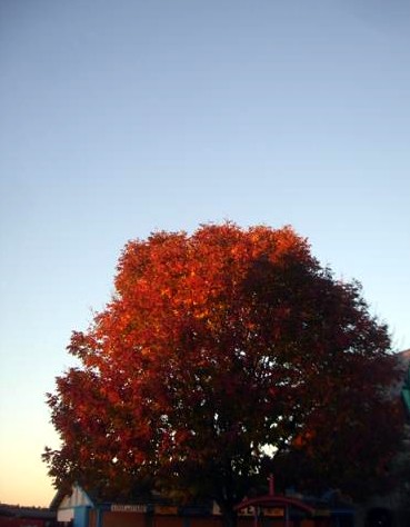 Red Tree