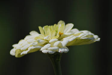 White Flover