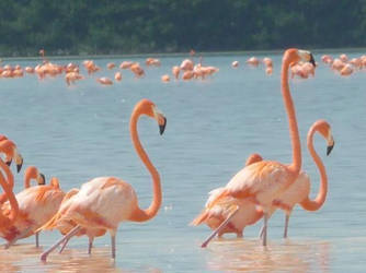 Flamingos