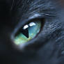 cat's eye