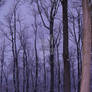 Violet Blue Snow at Sundown in Winter of 2012