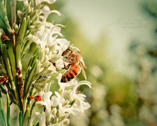 I need honey by Alessia-Izzo