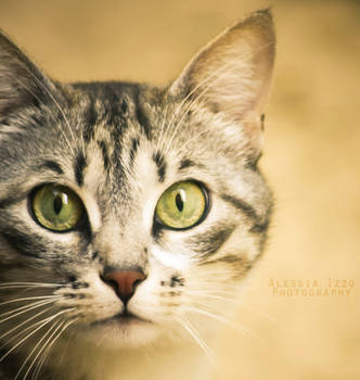 The neighbor's cat by Alessia-Izzo