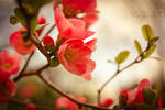 Printemps by Alessia-Izzo