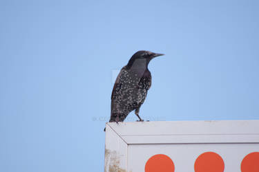 Sturnus vulgaris #2