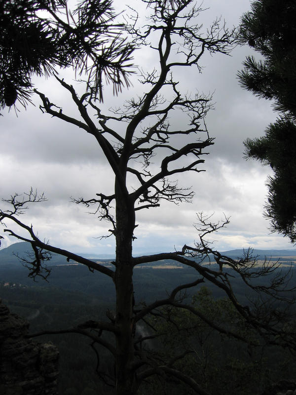 shadowtree by greyslostworld on DeviantArt