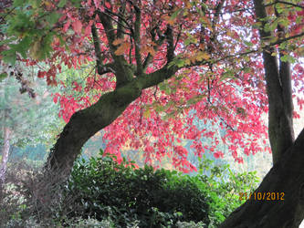 Pink Tree