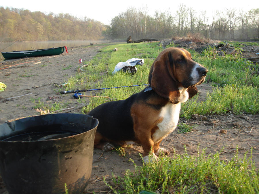 Hank on the Island