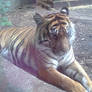 London Zoo - Tigress