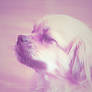 Pastel Dog