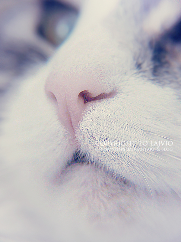 Pink nose