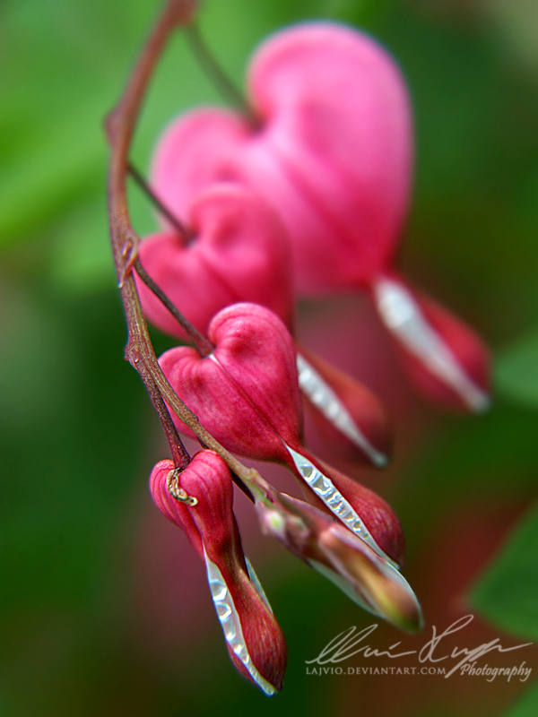 In the garden 6