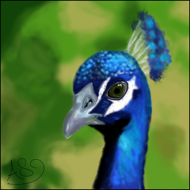 .:Peacock:.