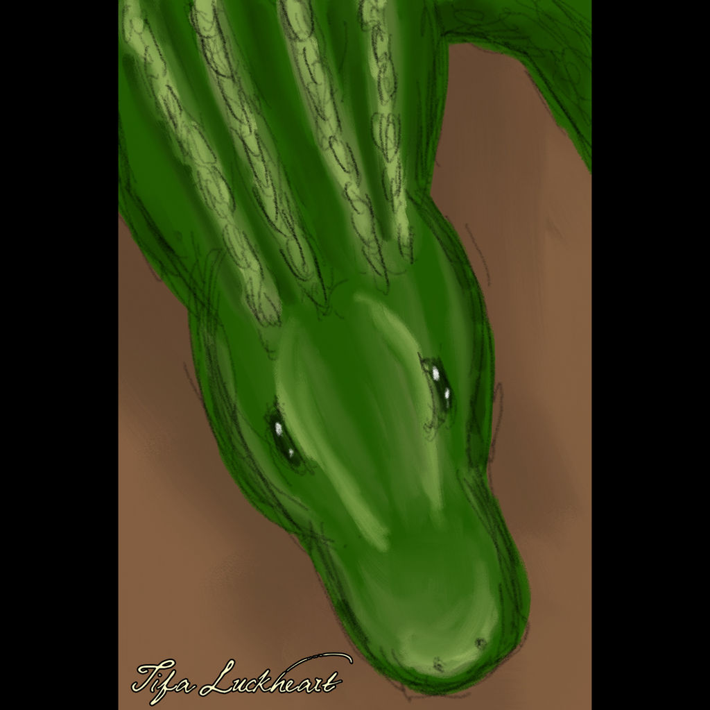 Alligator