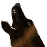 German Shepherd Barking