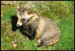 Raccoon Dog by Hanny-fi
