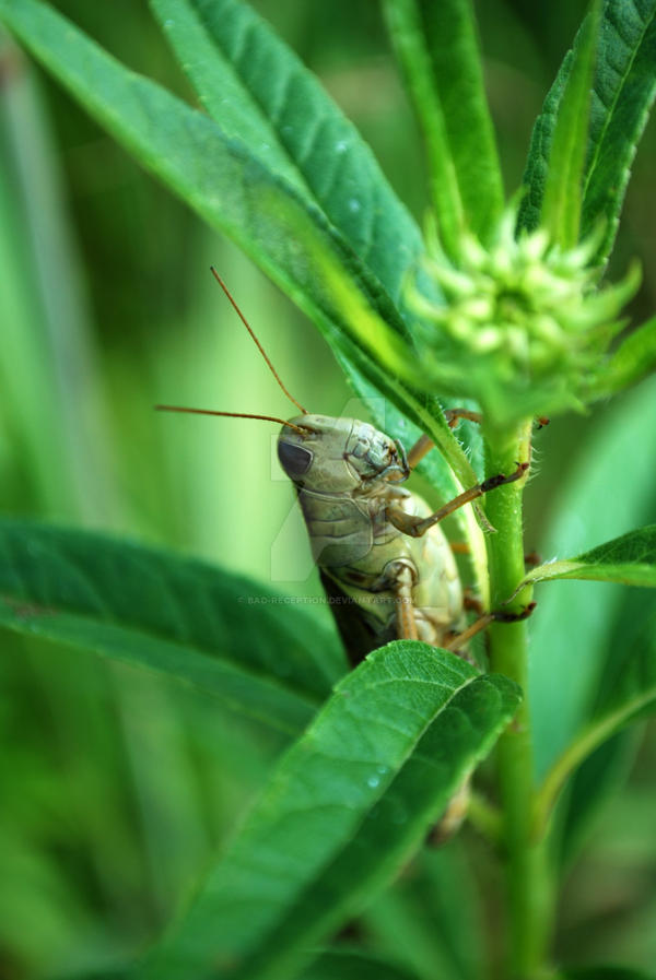 Crester Insect Climbing Critter by Bad-Reception on DeviantArt