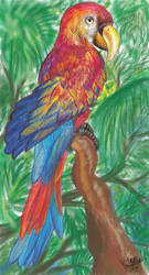 Macaw in the forest