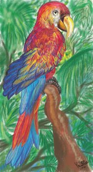 Macaw in the forest