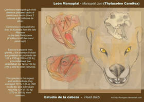 Thylacoleo Carnifex study