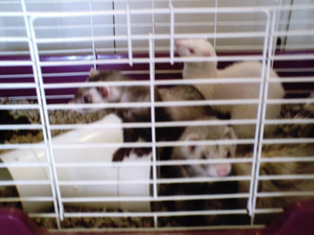 The Ferrets