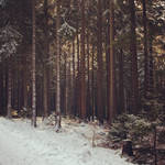 Nadelwald im Harz by Noirerora